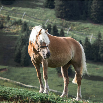 Haflinger auf der Alm