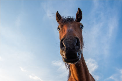 portrait of a brown horse against a blue sky close up of a horse s nose front view there is a small wound on the nose web